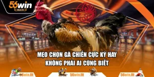 Mẹo Chọn Gà Chiến Cực Kỳ Hay Không Phải Ai Cũng Biết