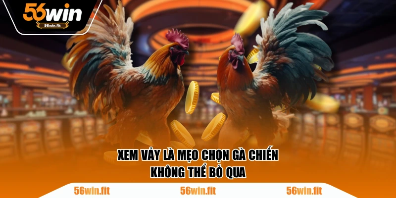 Xem vảy là mẹo chọn gà chiến không thể bỏ qua